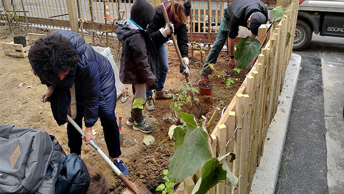Plantation verger Dumont-d'Urville