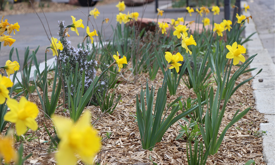 plantation_hiver_700x394.jpg