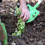 La période de plantation s'étend d'octobre à mars.